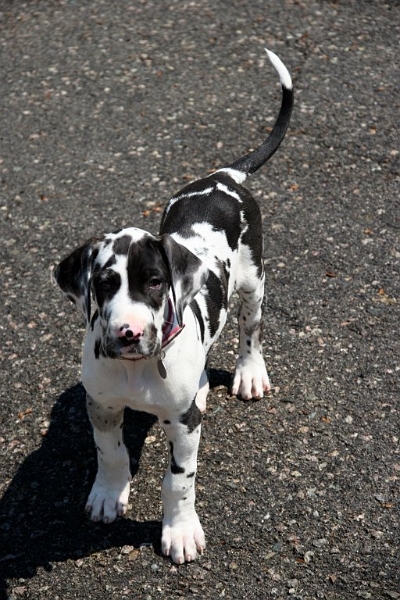 isabelle.jpg - This is Isabelle my niece's greate dane... I expect her to get muuuuch bigger.